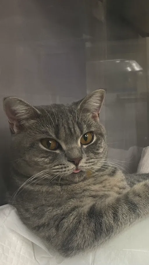 獣医師　堀部響